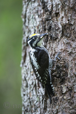 BB 14 0238 / Picoides tridactylus / Tretåspett